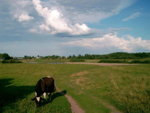 Картинка коровка на лугу животные коровы буйволы