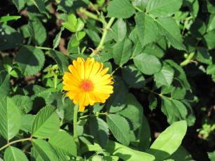Картинка календула цветы яркий лечебный полезный красивый солнечный
