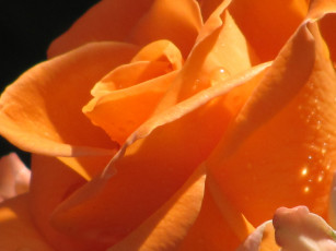 Картинка роза цветы розы яркий цветок капли дождя солнечный блик