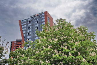 Картинка клайпеда литва города здания дома здание высотка дерево каштан цветение цветы облака