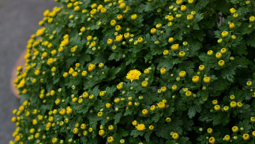 Картинка цветы хризантемы желтая хризантема