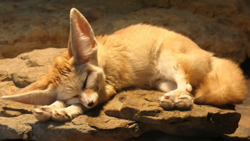 Картинка животные лисы фенек лисица уши камень
