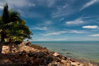 Картинка природа тропики пальмы камни море