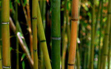 Картинка природа деревья бамбук