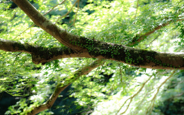Картинка природа листья дерево ветка