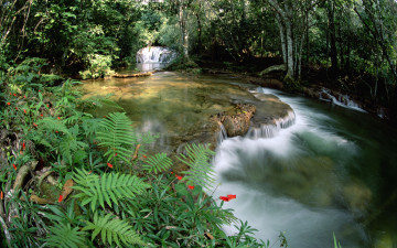 Картинка природа реки озера растительность речка лес