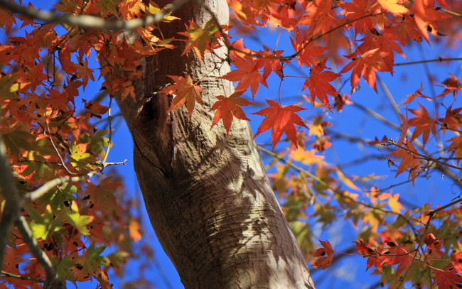Обои картинки фото природа, листья, дерево, ствол, осень
