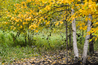Картинка природа деревья осень берёза лес
