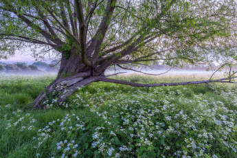 Картинка природа деревья утро цветы трава луг дерево