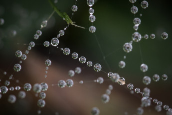 Картинка природа макро бусы капли ожерелье паутина
