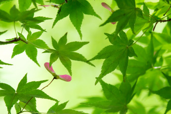 Картинка природа листья клен ветки дерево зеленые вертолетик семена