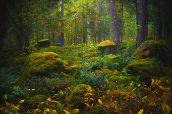 Картинка природа лес дебри чаща мох листья деревья камни зелень