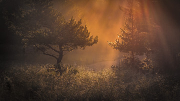 Картинка природа лес деревья хвойные дымка утро трава свет
