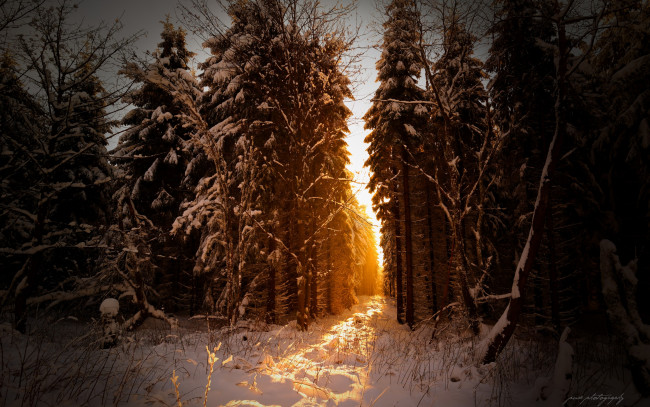 Обои картинки фото природа, зима, снег, свет, лучи, солнце, лес, февраль, германия