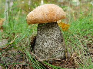 Картинка подосиновик природа грибы гриб