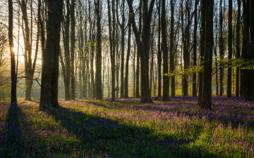 Картинка природа лес утро весна свет