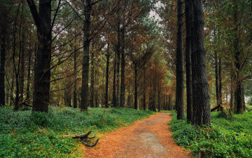 Картинка природа лес лесная дорога сосны