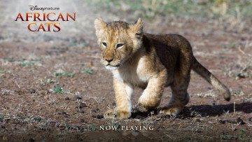 Картинка кино+фильмы african+cats львенок