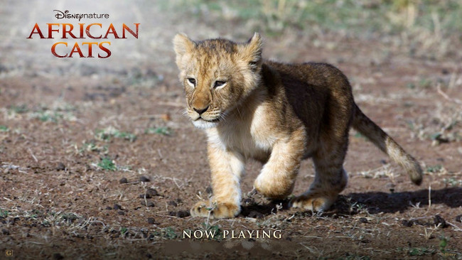 Обои картинки фото кино фильмы, african cats, львенок
