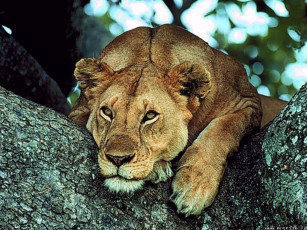 Картинка львица животные львы