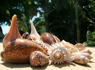 Картинка разное ракушки кораллы декоративные spa камни много
