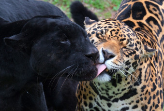 Картинка животные Ягуары пантера леопард чувства ягуар черный
