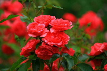 Картинка цветы розы красные