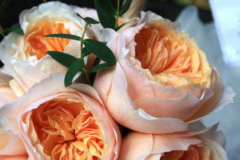 Картинка розы дэвида остина цветы бежевый большой