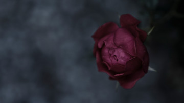 Картинка цветы розы цветок тёмный