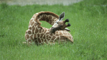 Картинка животные жирафы отдых трава