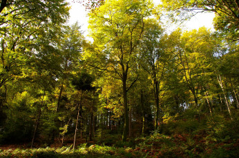 Картинка природа лес лето деревья папоротники