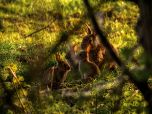 Картинка животные кролики зайцы крольчата семейка
