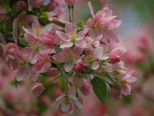 Картинка цветы цветущие деревья кустарники весна цветение макро яблоня