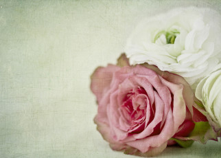 Картинка цветы разные вместе текстура макро роза ранункулюс бутоны