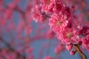 Картинка цветы цветущие деревья кустарники розовый слива