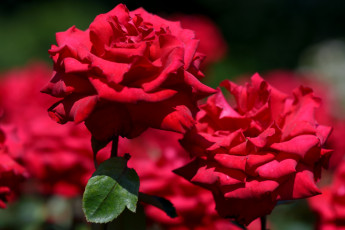 Картинка цветы розы роскошь красный
