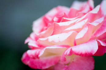 Картинка цветы розы макро розовый