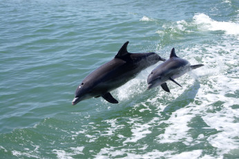обоя животные, дельфины, прыжок, море
