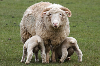 Картинка животные овцы бараны мама кормежка