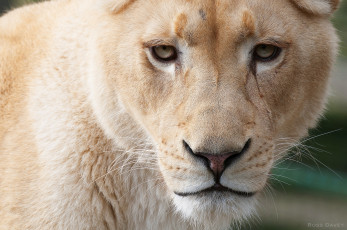 Картинка животные львы красавица