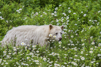 Картинка животные медведи ромашки подросток кермодский медведь кермод