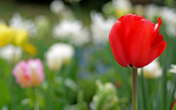 Картинка цветы тюльпаны бутон боке