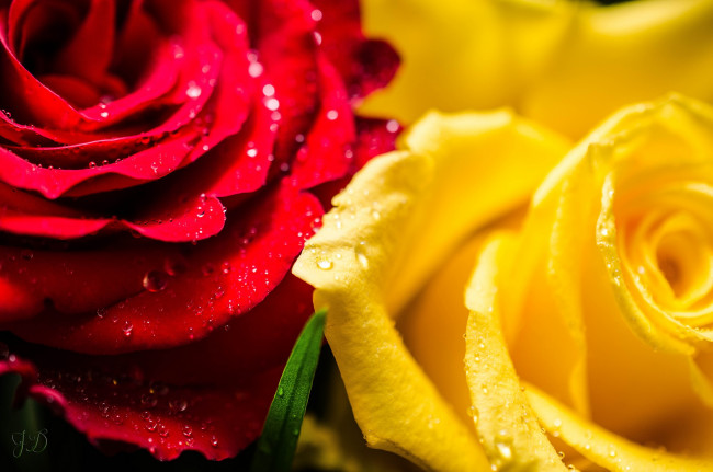 Обои картинки фото цветы, розы, красный, желтый, капли, макро