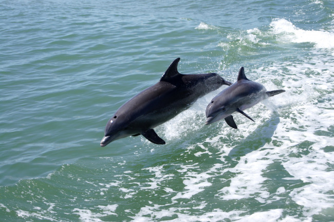 Обои картинки фото животные, дельфины, прыжок, море