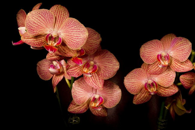 Обои картинки фото цветы, орхидеи, оранжевый, ветки