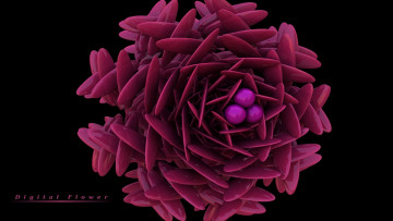 Картинка 3д+графика цветы+ flowers лепестки