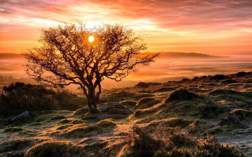 Картинка природа восходы закаты кочки закат дерево
