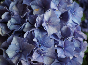 Картинка цветы гортензия синие