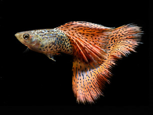 Картинка животные рыбы цвет хвост рыбка