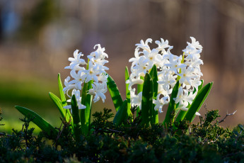 Картинка цветы гиацинты белые боке